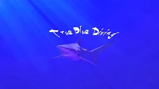 True Blue: Azores diving Episode 1 (Shark Edition)