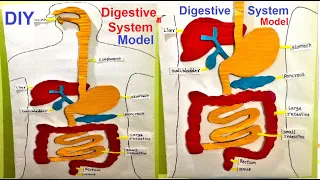 human digestive system model 3d  | HUMAN ORGAN SYSTEMS | DIY | 3D | SCIENCE EXHIBITION | howtofunda