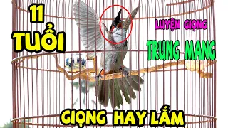 Luyện Giọng CHÀO MÀO TRUNG MANG- GIÀ RỪNG /Giọng Hay/Kích Bổi/Kích Chào Mào Hót Đấu,Sổ Bọng Căng Lửa