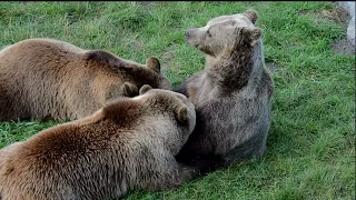 urso lindo e assustador