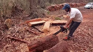 Sthil 08 S . Vovôzona das motosserras não faz feio não 💪💪💪🙏👏😂✊✊