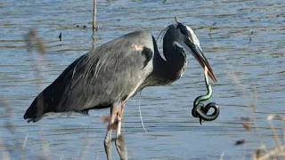 Great Blue heron looking for his favorite food and eating | heron catching fish|