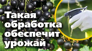 ПЕРВЫЕ ВЕСЕННИЕ РАБОТЫ СО СМОРОДИНОЙ.  Полная инструкция и сроки