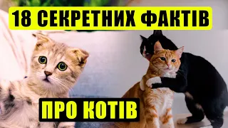 🐱 18 фактів про котів, які ти точно не знав!