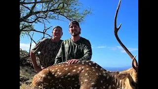 75 yard bow shot on axis buck! Molokai, Hawaii