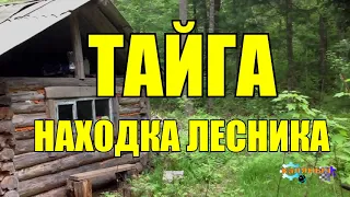 НАХОДКА ЛЕСНИКА | ТАЙГА