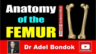 Anatomy of the Femur, Osteology, Dr Adel Bondok Making Anatomy Simple