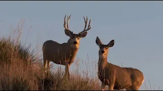 Year of the Mule Deer Part II -Winchester Deadly Passion