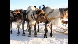 День оленевода в Саранпауле.