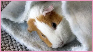 Cutest guinea pigs of the year!