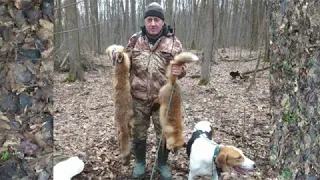 Охота на лиса з російськими рябими гончими