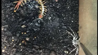 Desert centipede VS huntsman (part 2)