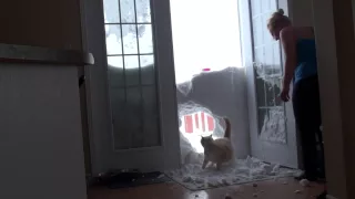 My cat jump through the snowbank dramatic