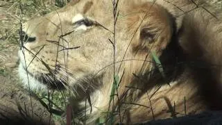 Visiting the lions at the Sedgwick County Zoo.