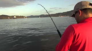 Trinidad Tarpon 2015 FISH FINDER SURINAME