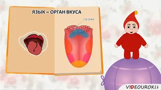 Видеоурок №9 "Органы чувств. Обоняние. Осязание. Вкус"