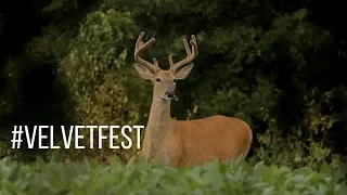 Velvet Fest 2018: #VelvetFest