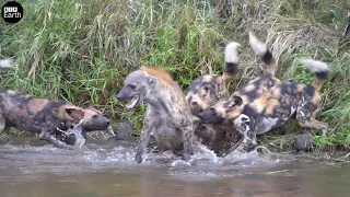Wild Dogs Attack Alone Hyena | ATP Earth