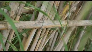 ☠️ Cómo se reproduce la caña común (Arundo donax)