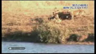 Battle at Kruger on Japanese Television