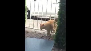 The poor cat🐈🐈😺😺got stuck in the gate🤣🤣🤣🤣🙏🙏🙏#nature #shorts2022