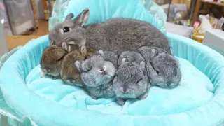 Five baby rabbits busy playing and sleeping.[Netherland Dwarf]