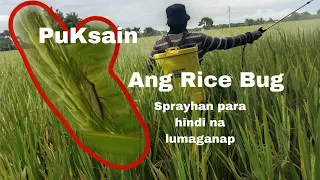 Atangya o Rice Bug sa Palayan|| sprayhan na yan || Gamit ang insecticide na para sa Atangya.…