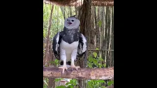 Harpy eagle-World's largest and biggest eagle 🦅 #shorts