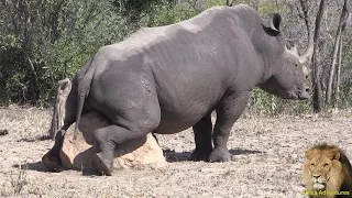 Rhino Scratching the Itch