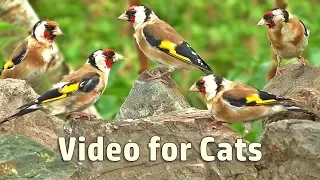 Videos for Cats : Summer Birds and Bird Sounds - 8 HOURS