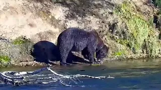 8 Oct 2023: Snare Bear Returns (explore.org)