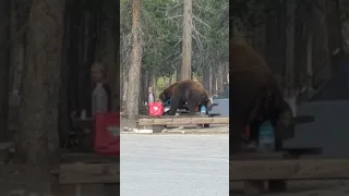 Big Bear Scares Campground During Breakfast || Mammoth Lakes California #shorts Bear