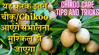 चीकू/Chikoo पर करो यह काम, 20-25 दिनों में फलों से भर जाएगा पोधा | Chikoo Care Tips and Tricks✨