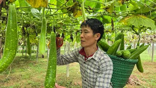 Harvest Bottle Gourd Goes to the market sell - Take Care Of The Pet | Solo Survival