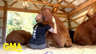 Would you try ‘cow hugging therapy’? l GMA