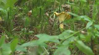 La semaine verte | Changer la vocation des forêts, un champignon à la fois