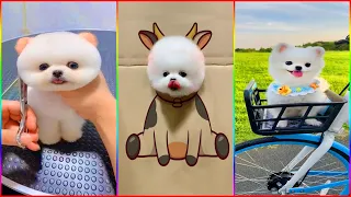 Funny and Cute Dog Pomeranian 😍🐶| Funny Puppy Videos #261