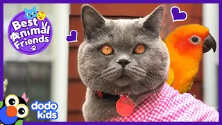 Cat Spends Every Second With His Favorite Parrot | Best Animal Friends | Dodo Kids