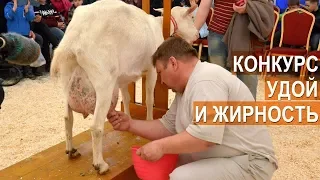 Самая высокоудойная, жирномолочная коза второй Всероссийской выставке  молочного козоводства.