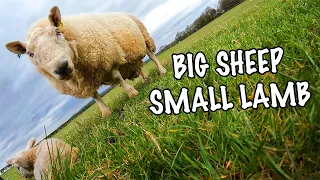 THIS SHEEP IS HUGE |  Day 14 of Lambing 2022