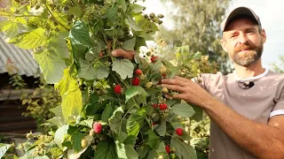 Лучшие сорта малины.