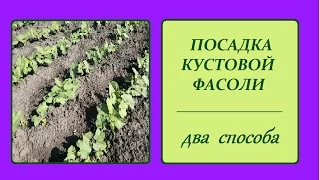 ПОСАДКА КУСТОВОЙ ФАСОЛИ  (два способа).