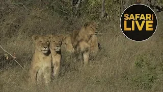 safariLIVE - Sunrise Safari - June 5, 2018