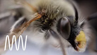 Behind the scenes: the making of the Bees exhibition