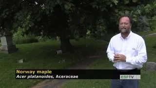 Trees with Don Leopold - Norway maple
