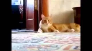 FUNNY CATS COMPILATION 2014