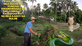 BIGLANG namatay ang kalabaw ni tatay hindi alam ang sanhi ng pagkamatay at malapit sa bahay ng cobra