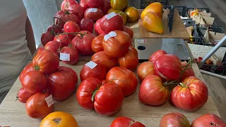 Любимцы томаты в разрезе и на вкус. Дегустация 2023