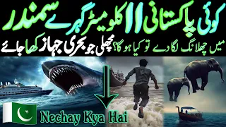 Sea Creatures Documentary Urdu Pakistan Sea Megalodon Samandar Ki Makhlooq Aur Gehrai | LalGulab