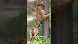 🦁Lion vs Tiger Real Fight ! By Wild Battles